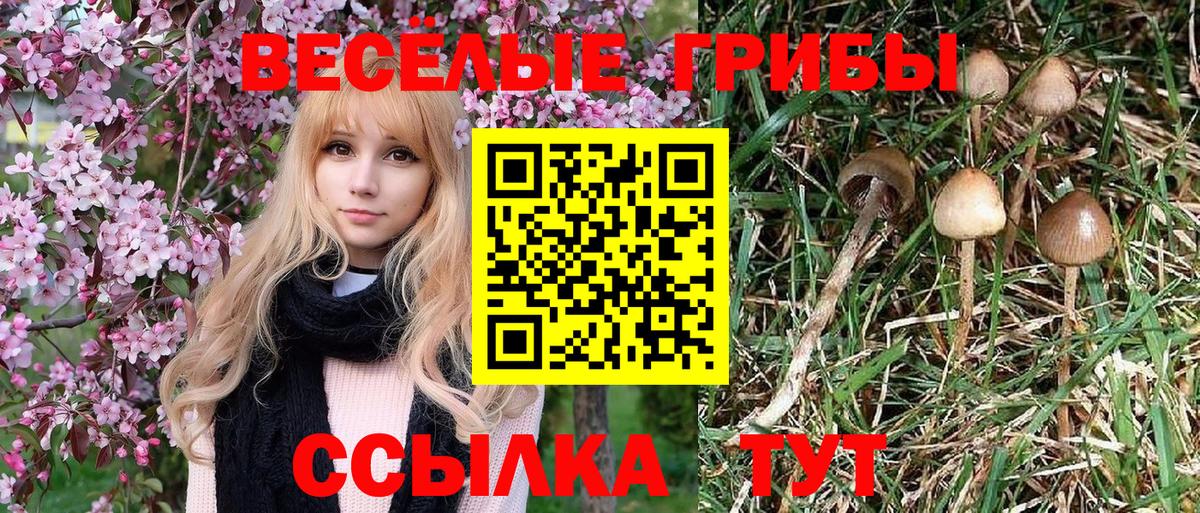 Псилоцибиновые грибы прущие грибы  Вход с VPN  Новозыбков  Галлюциногенные грибы ЛСД 